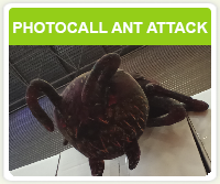 Photocall «Ant Attack»